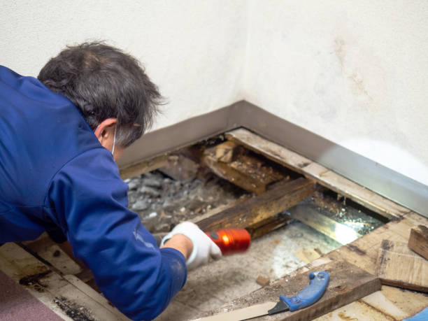 Best Attic Mold Removal  in Springdale, SC