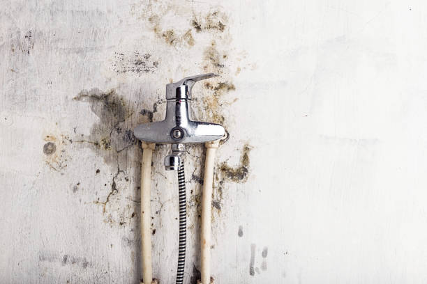 Best Local Mold Removal Service  in Springdale, SC