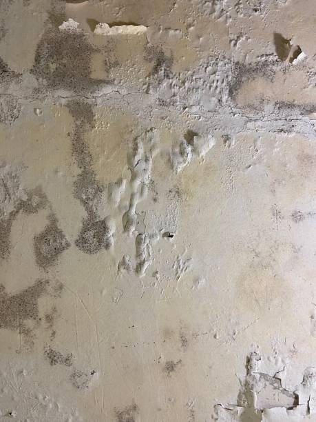 Best Office Mold Removal Services  in Springdale, SC