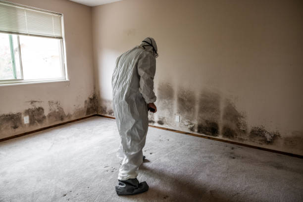 Best Toxic Mold Removal  in Springdale, SC