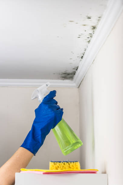 Best Certified Mold Removal  in Springdale, SC