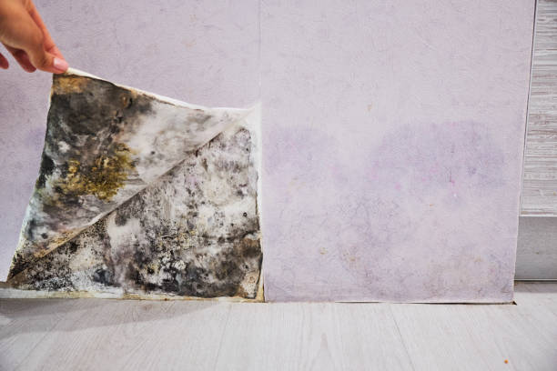 Best Mold Damage Repair  in Springdale, SC